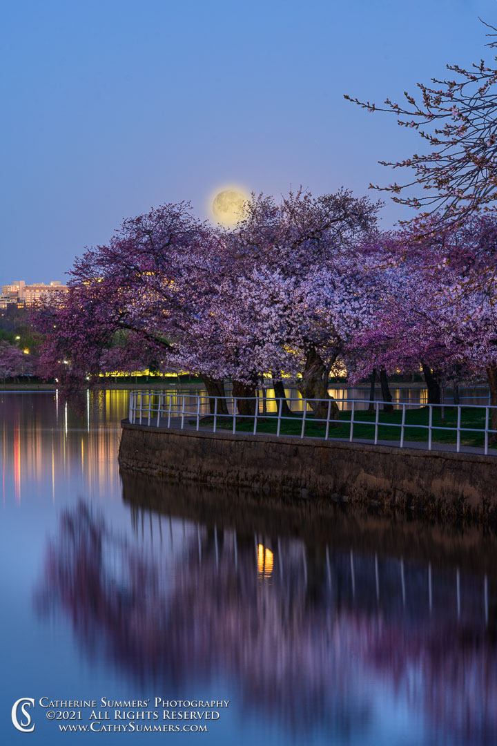 20210327_014: Cherry Blossom, Tidal Basin, cherry trees, moon, spring, dawn, twilight, reflections, curve, Wall Street