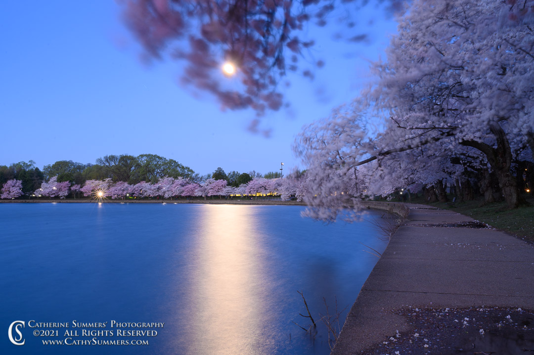 Full Moon and Full Bloom at the Jefferson Memorial Tidal Basin