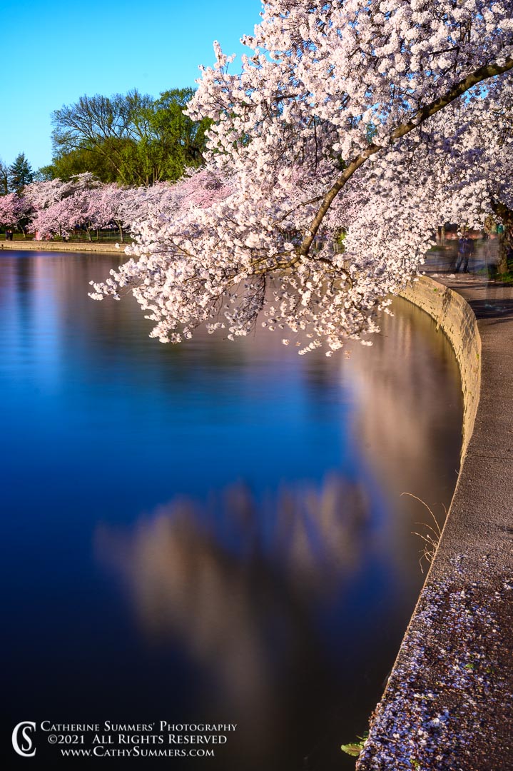 20210329_030: vertical, Cherry Blossom, Tidal Basin, cherry trees, reflection, spring
