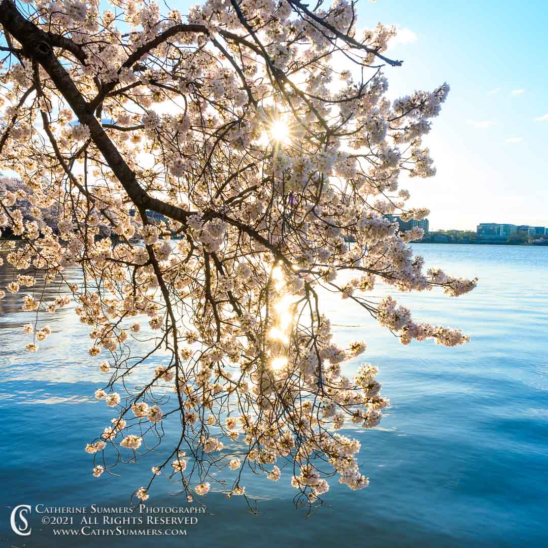 cherry blossoms, Tidal Basin, DC, Washington, sunstar
