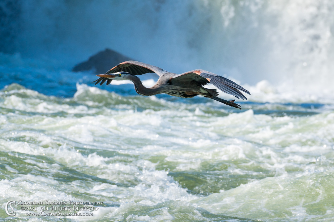 Great Blue Heron in Flight Below Great Falls