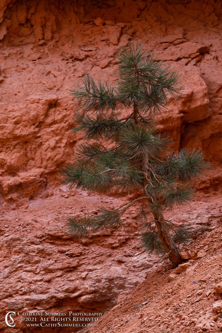 20210518_209: vertical, dusk, pine tree, Bryce Canyon, red rock