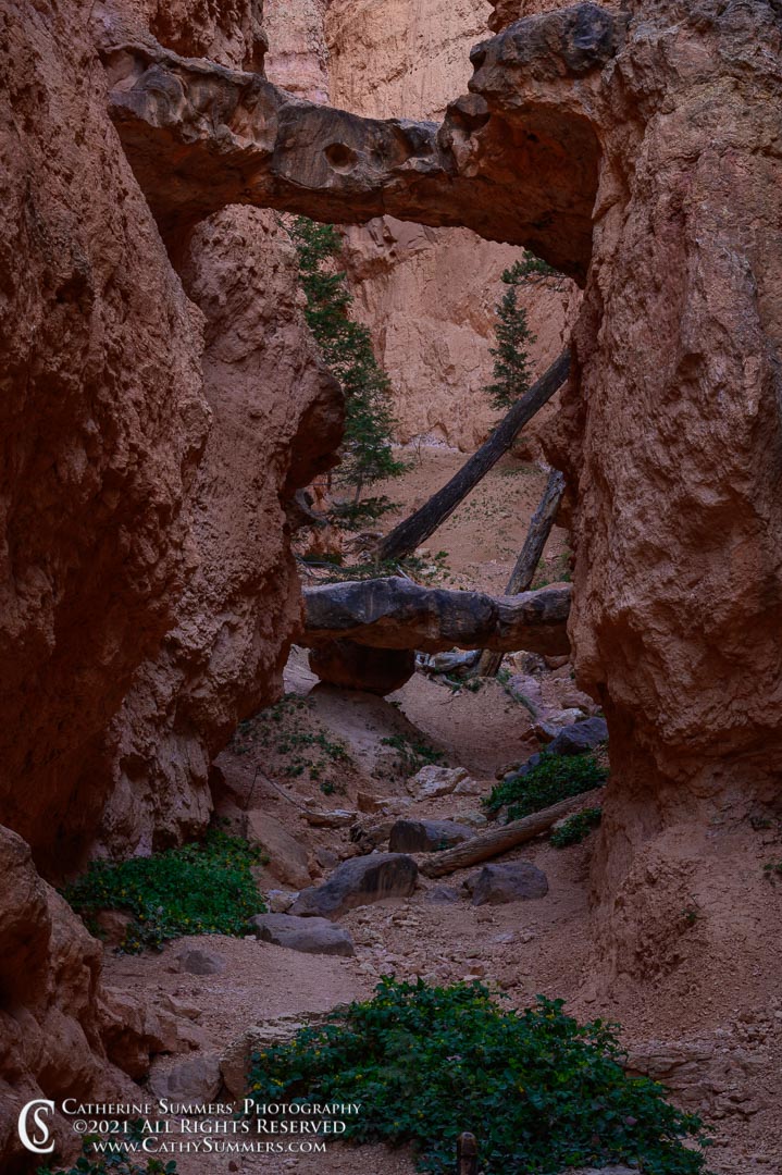 20210518_211: vertical, rocks, Bryce Canyon, geologic formation, Two Bridges