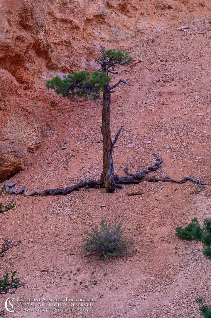 20210518_216: vertical, dusk, rocks, red, pine tree, roots, Bryce Canyon, scree