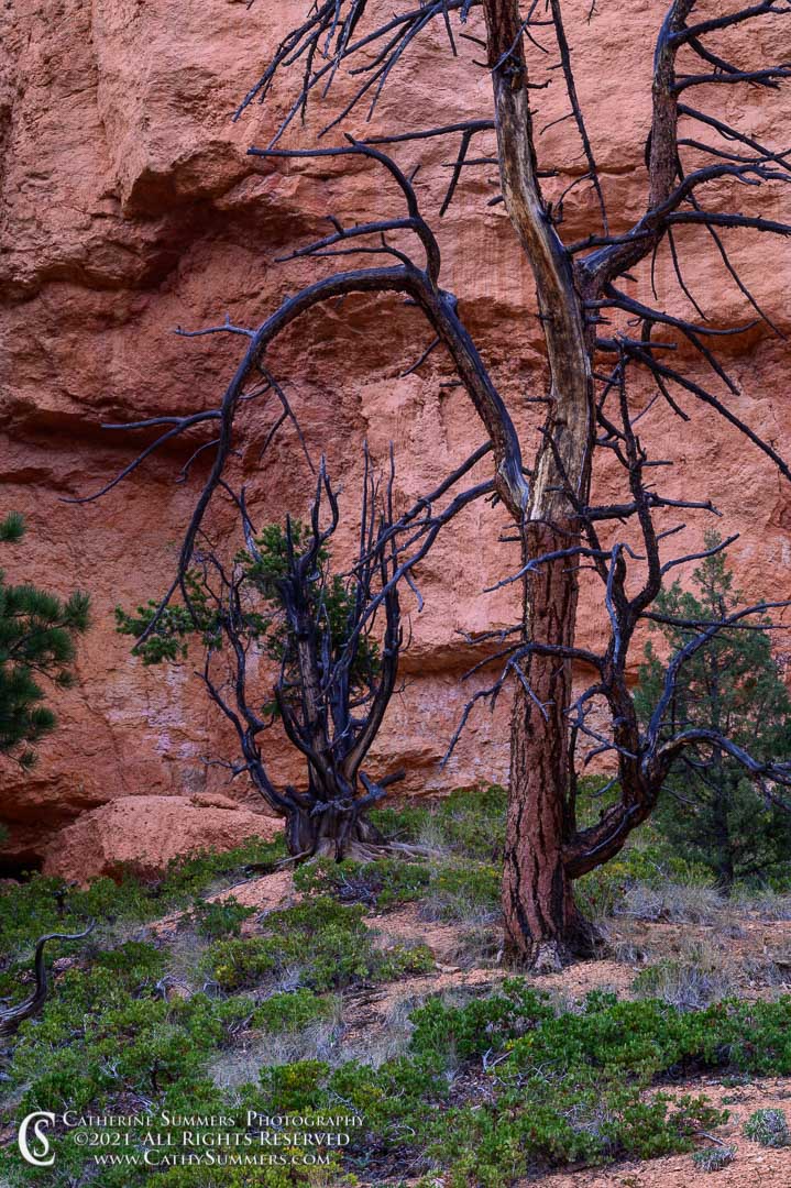 20210518_218: vertical, dusk, rock, trees, red, green, pine tree, Wall Street, Bryce Canyon, limbs
