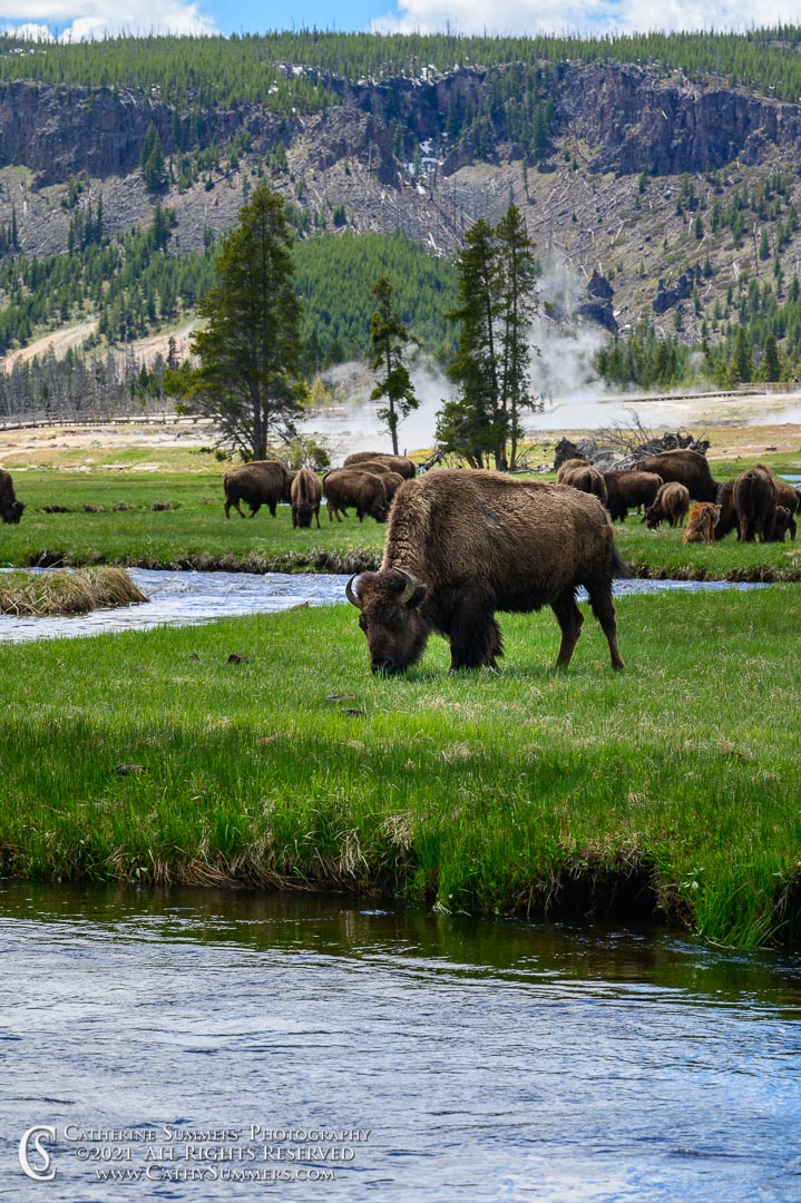 20210525_113: vertical, buffalo, Firehole River, Yellowstone National Park, bison, steam, grazing, Biscuit Basin