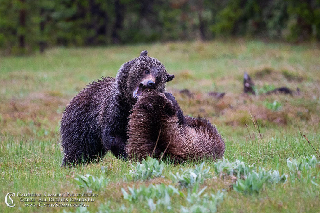 Grizzly 793's Daughter and Grizzly 610's Son Roughhousing in Grand Teton National Park