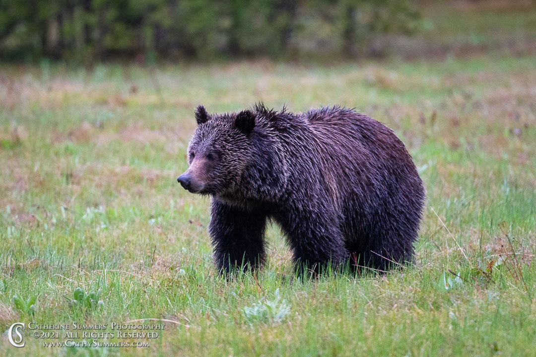 grizzly, bear, Grand Teton National park