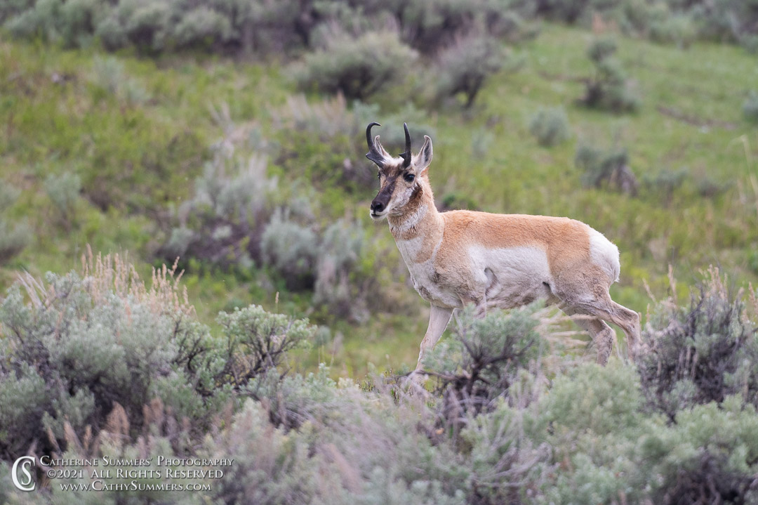 20210528_172: horizontal, Yellowstone National Park, Lamar Valley, wildlife, pronghorn antelope