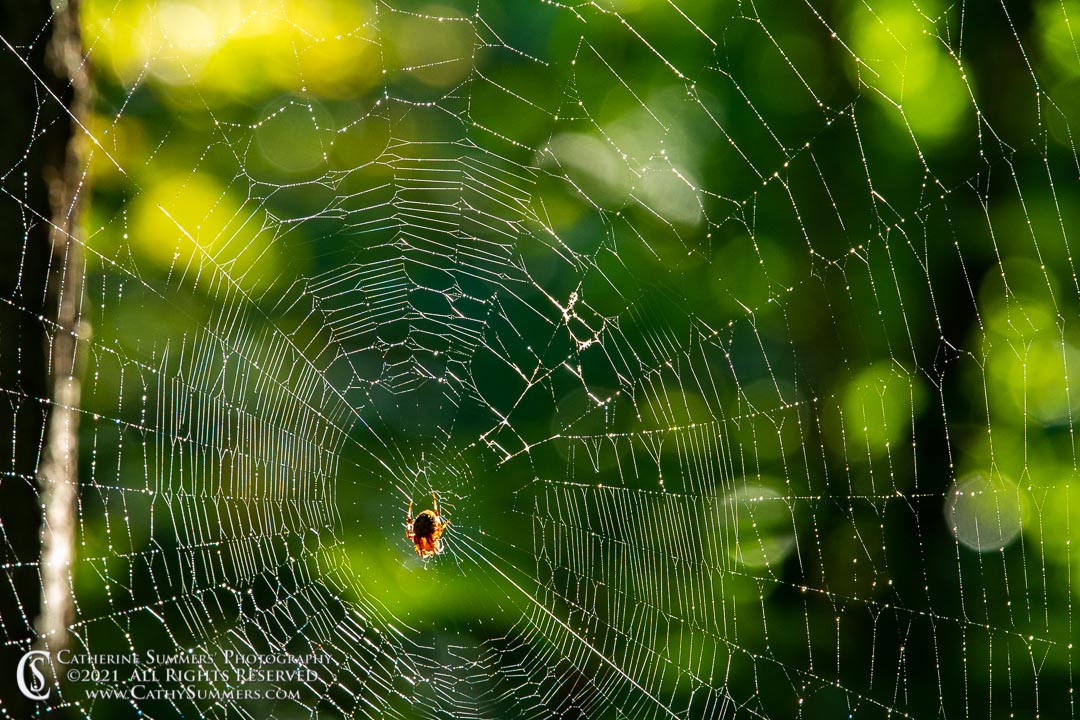 Backlit Spiderweb in the Woods