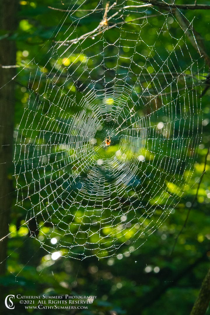 Backlit Spiderweb in the Woods