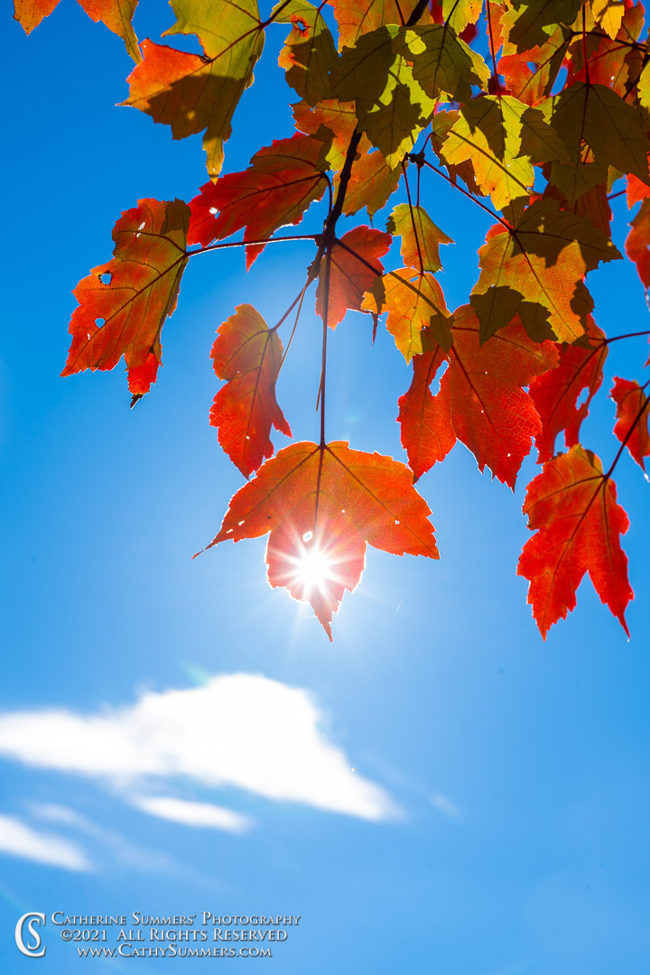Sunstars in Maple Leaves