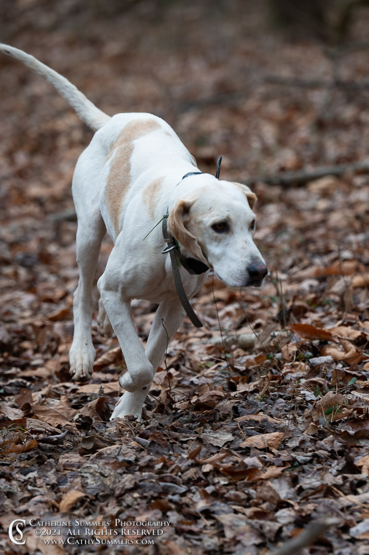 20211221_158: hounds