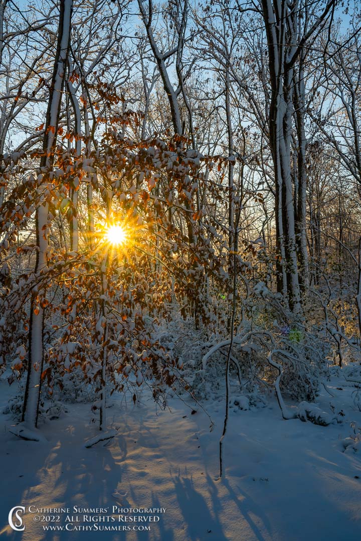 Sunstar on a Snowy Afternoon Walk in Great Falls National Park