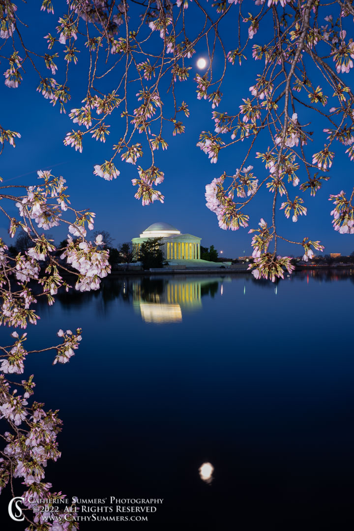Waning Moon Over the Jefferson Memorial  and Cherry Blossoms Before Dawn