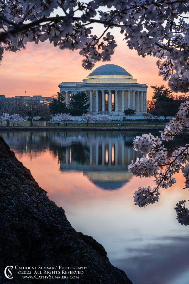 20220322_020: vertical, Cherry Blossom, DC, Jefferson Memorial, Tidal Basin, Washington, reflection, sunrise