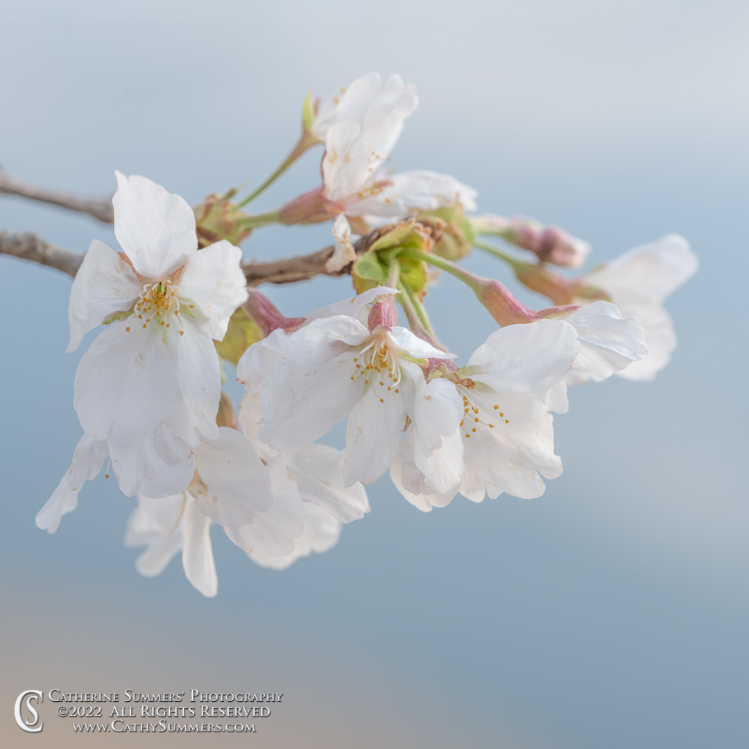 20220322_057: Cherry Blossom, DC, Tidal Basin, Washington, horizontal, macro, square
