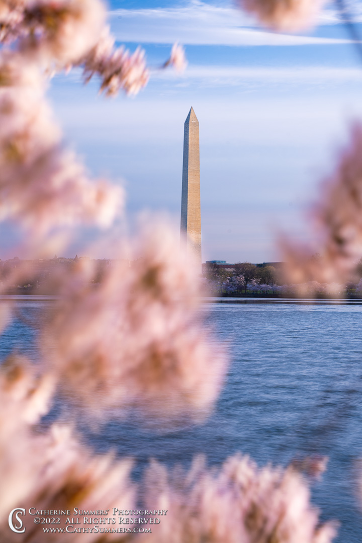Wind Blurred Cherry Blossoms and the Washington Monument
