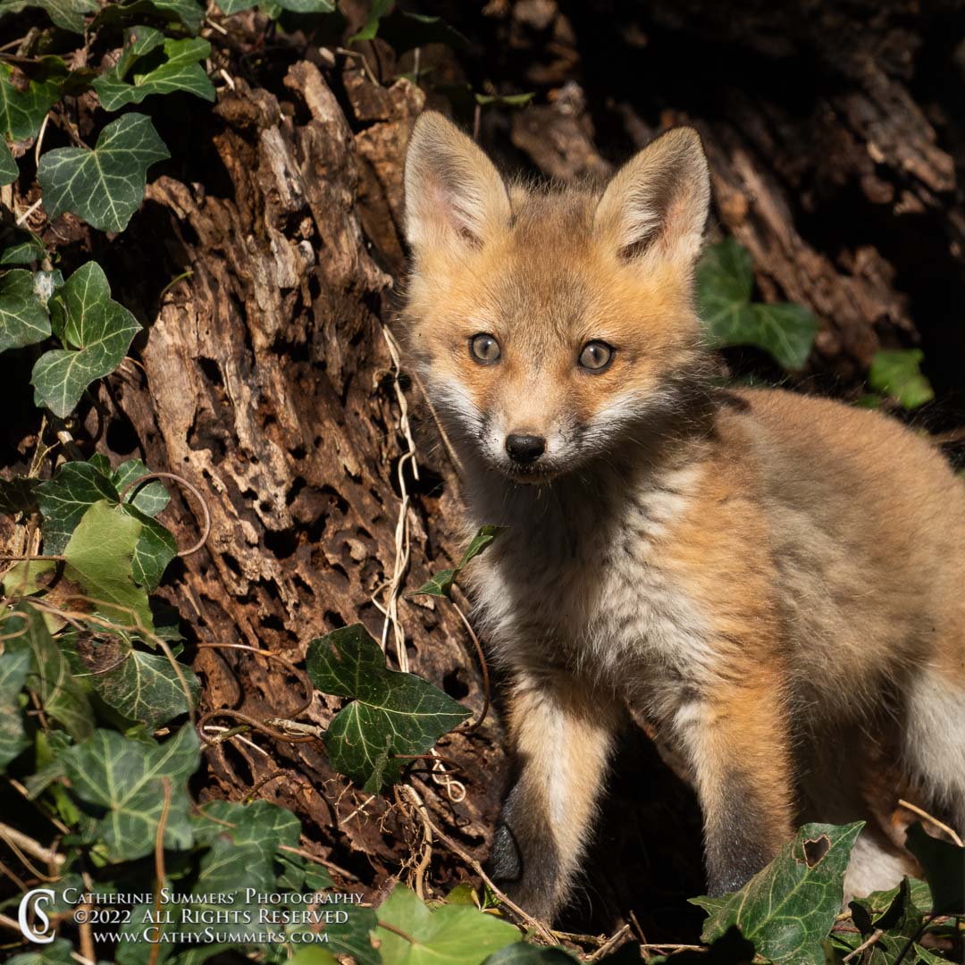 fox, fox kit, vulpes, urban wildlife, mybackyardfoxes