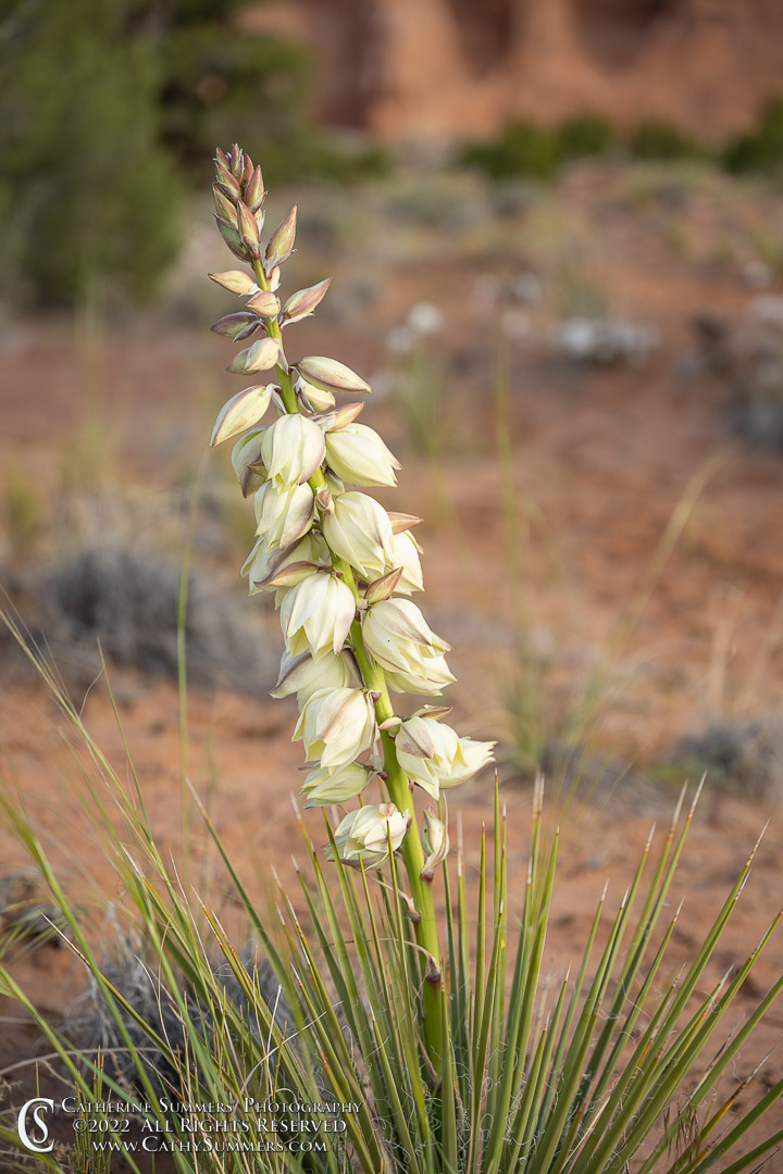 Harriman's Yucca Blooming in Arches National Park