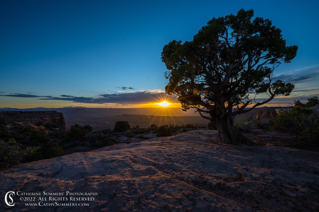Sunstar and Pine Tree at Sunset in Canyonlands National Park