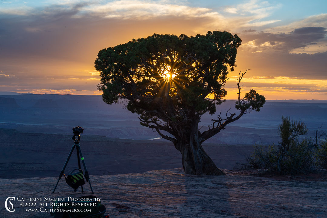 20220506_051: sunset, clouds, horizontal, pine tree, canyon, cliff, sunstar, camera, Canyonlands National Park