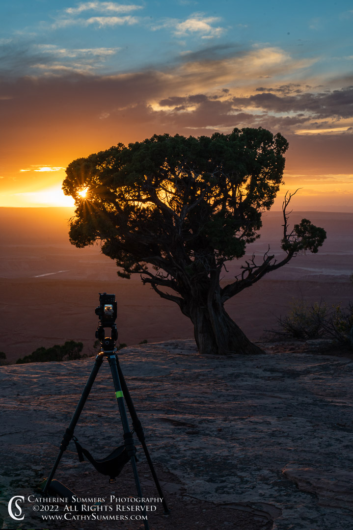 Being Meta - Sunstar and Pine Tree at Sunset in Canyonlands National Park