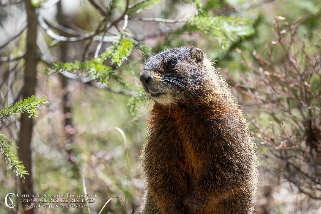 Not Very Wary Marmot - Grand Teton National Park