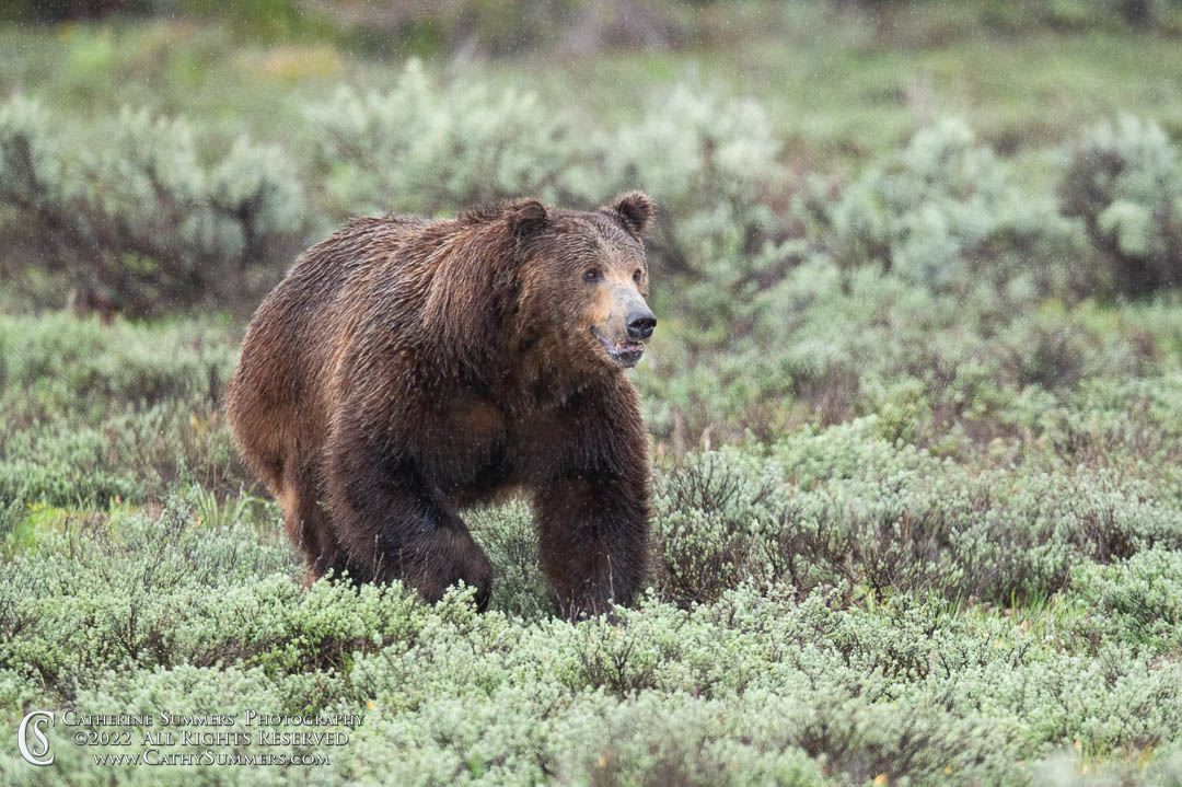 20220531_038: Grand Teton National Park, grizzly bear, boar, Bruno