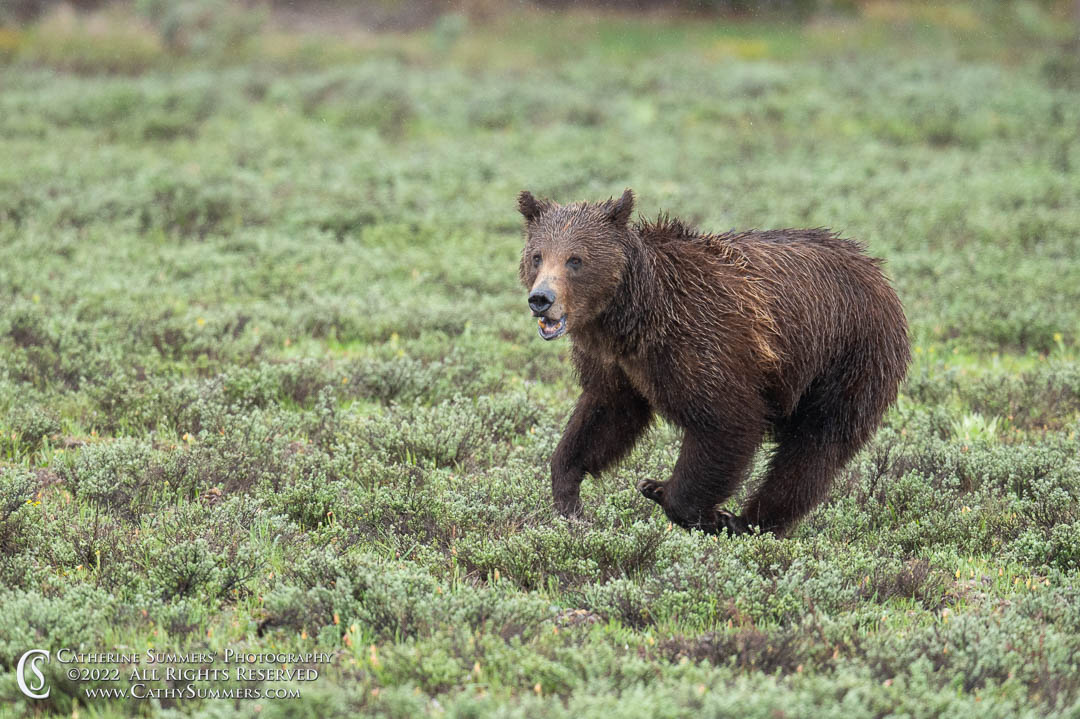 20220531_051: rain, Grand Teton National Park, female, wildlife, grizzly bear, sow, mammal, 399
