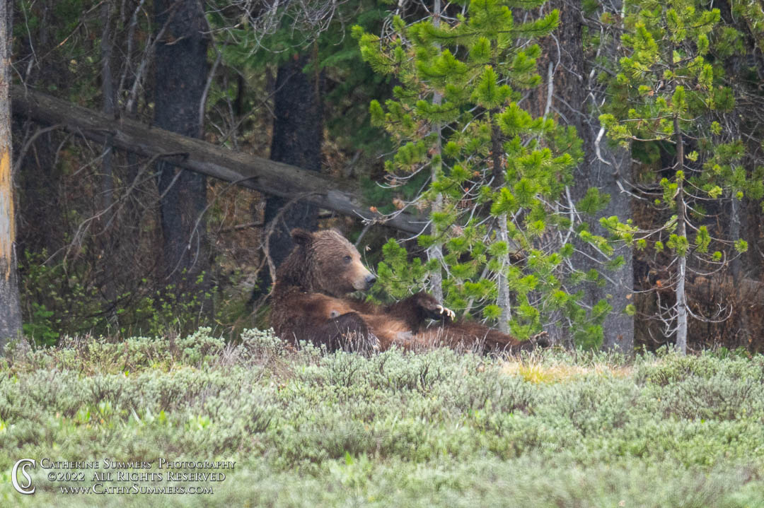 20220531_071: Grand Teton National Park, grizzly bear, 399