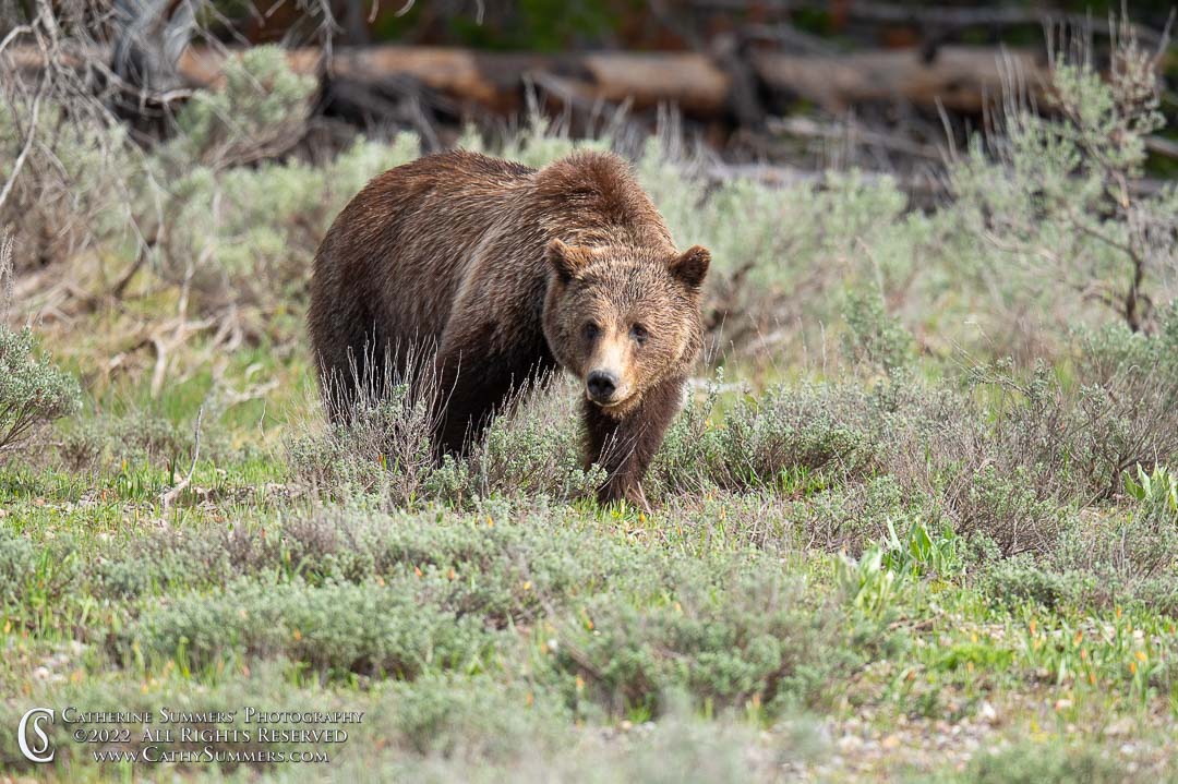 20220531_131: Grand Teton National Park, grizzly bear, boar, Bruno