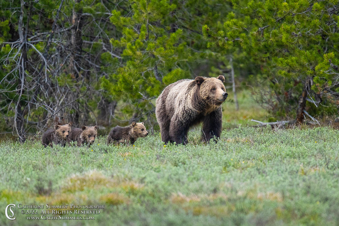 Blondie and Cubs in Grand Teton National Park