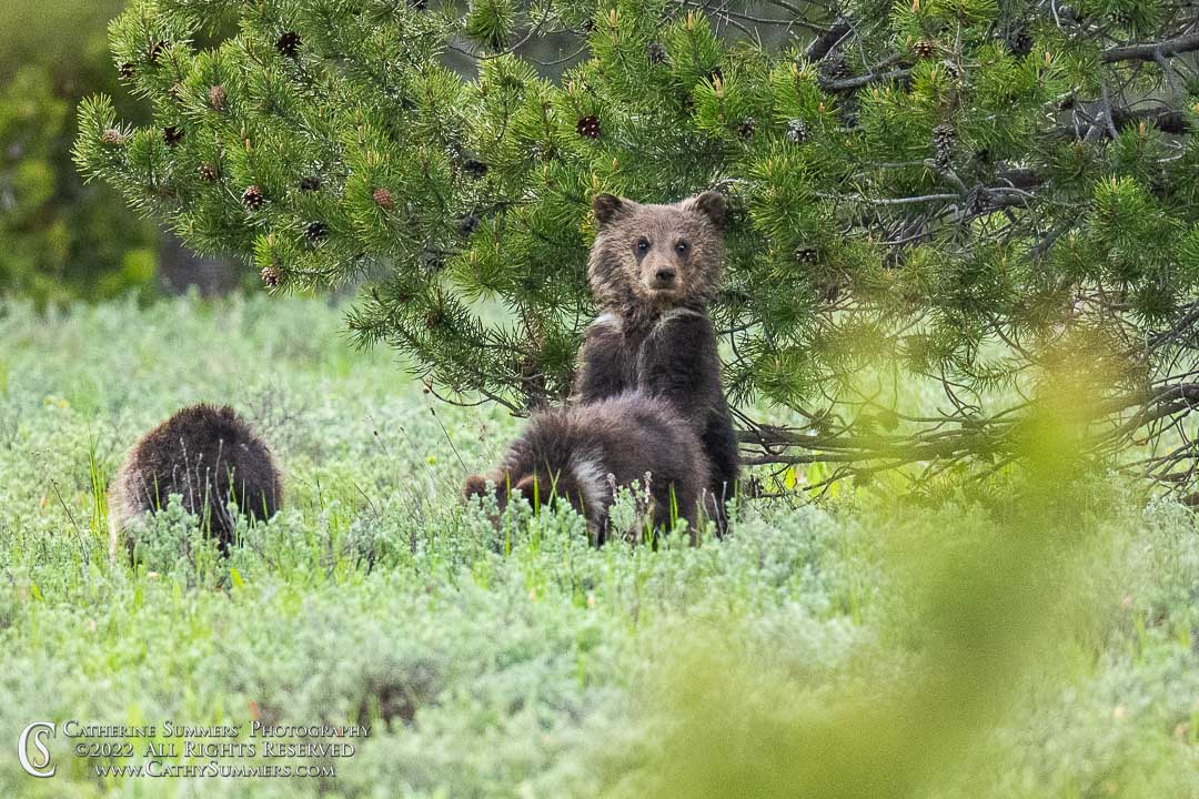 20220602_098: cubs, Grand Teton National Park, grizzly bear, Blondie, COY