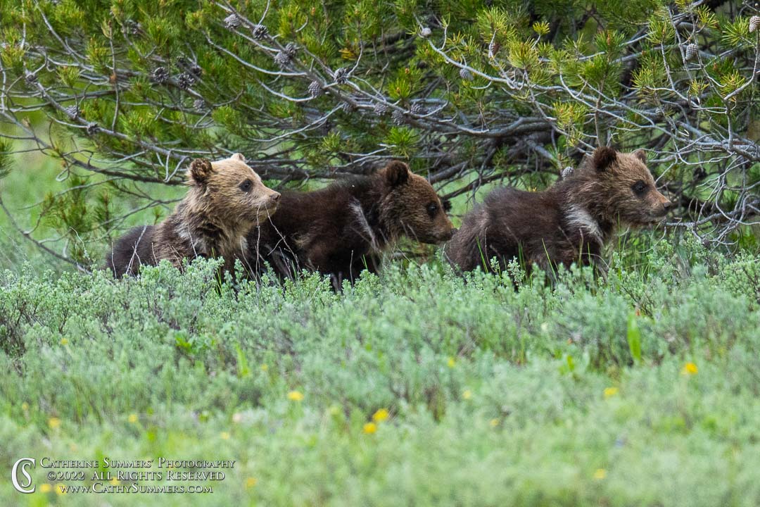 20220603_045: cubs, Grand Teton National Park, grizzly bear, Blondie, COY