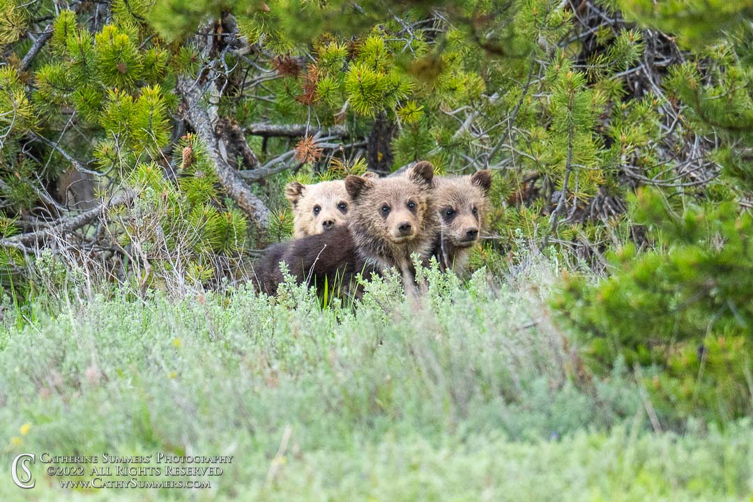 20220603_051: cubs, Grand Teton National Park, grizzly bear, Blondie, COY