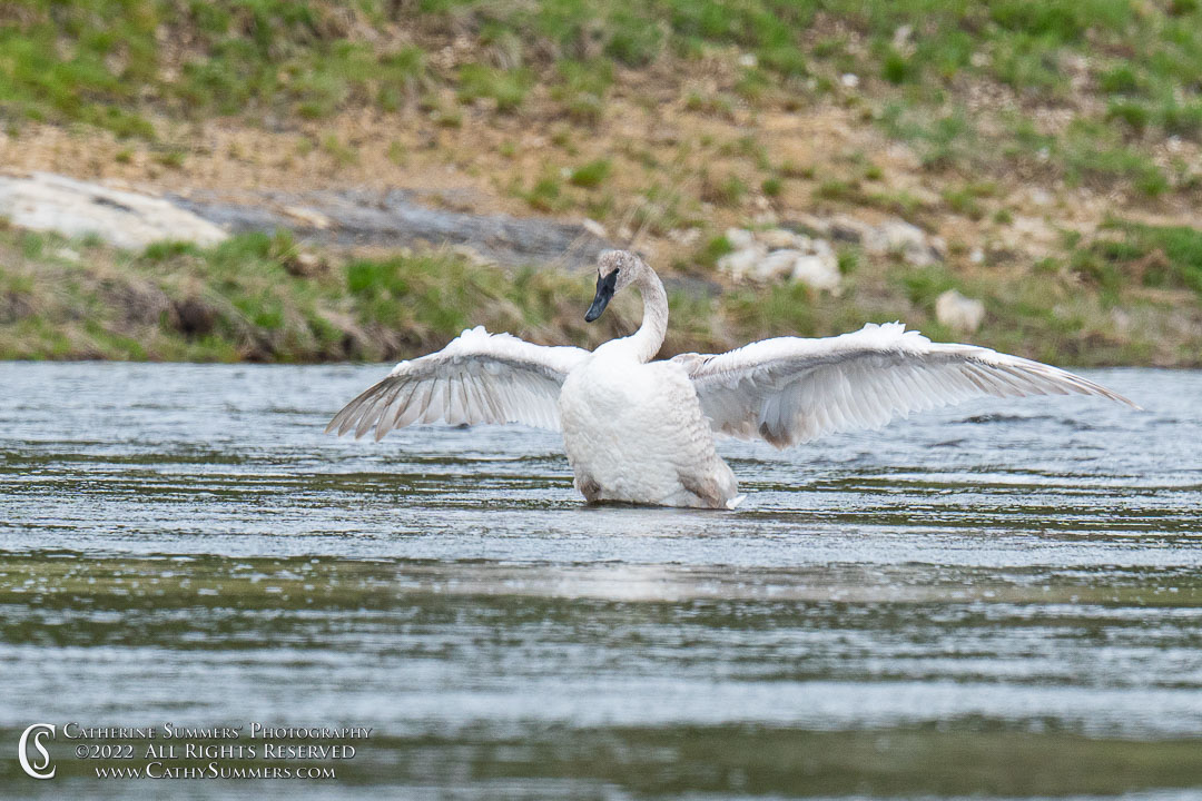 Trumpeter Swan on the Firehole River, Yellowstone National Park