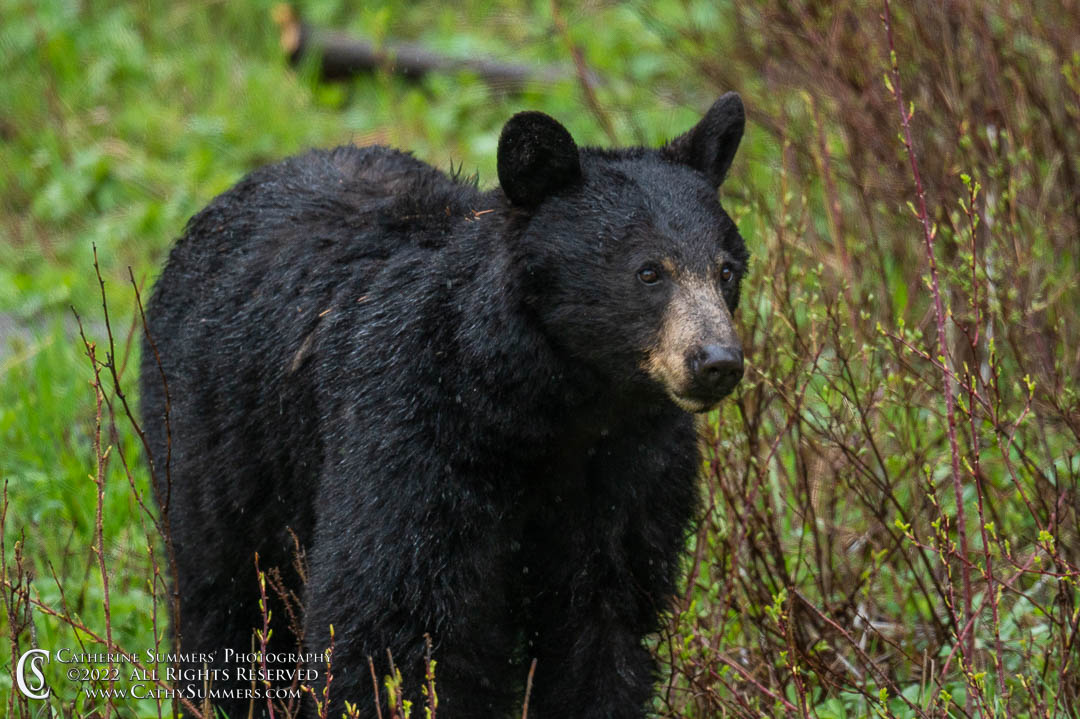 Black Bear Sow in the Rain  Near Pebble Creek