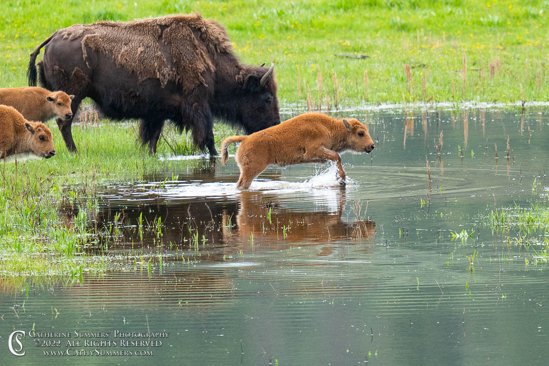 Red Dog Splashing Through a Lamar Valley Meadow - Yellowstone National Park