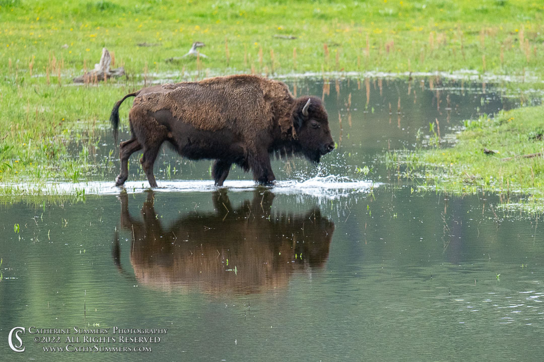 Bison and Reflection in a Very Wet Meadow in the Lamar Valley