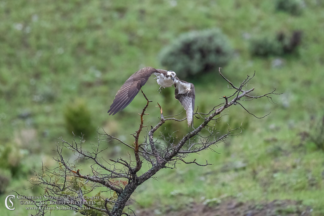Osprey Taking Flight in Yellowstone Natiional Park