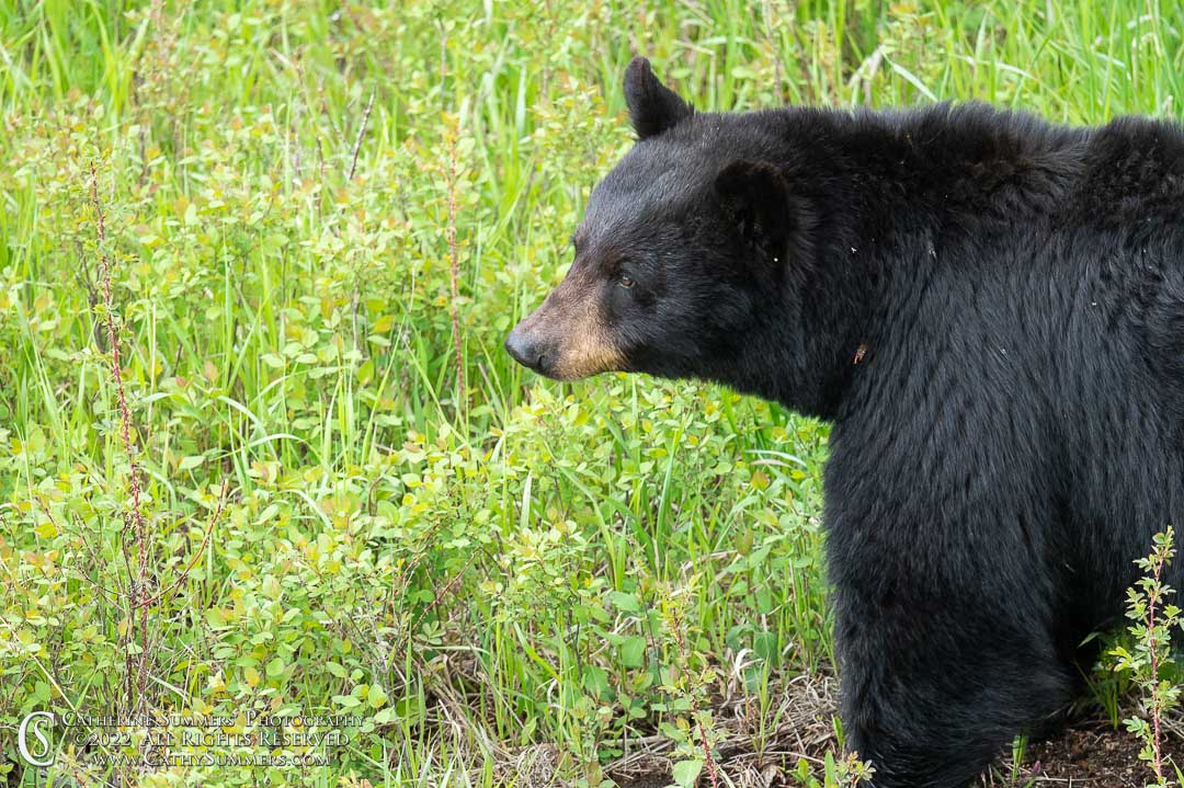 20220606_042: rain, Yellowstone National Park, male, black bear, boar, bear