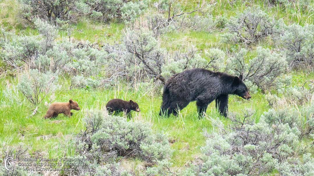 20220606_076: Yellowstone National Park, cubs, black bear, cinnamon black bear, sow, bear