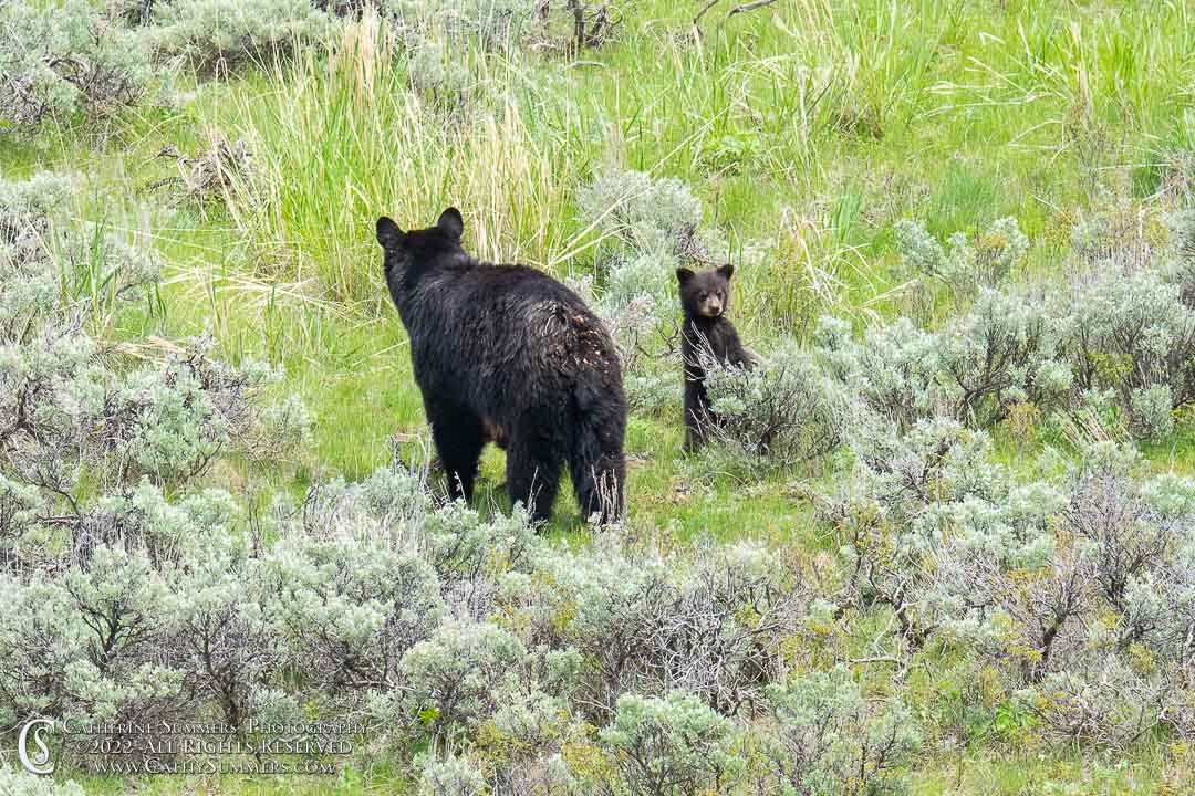20220606_077: Yellowstone National Park, cubs, black bear, sow, bear