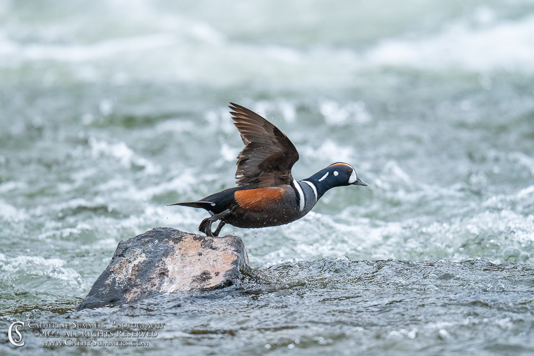 Harlequin Duck at LeHardy Rapids on the Yellowstone River