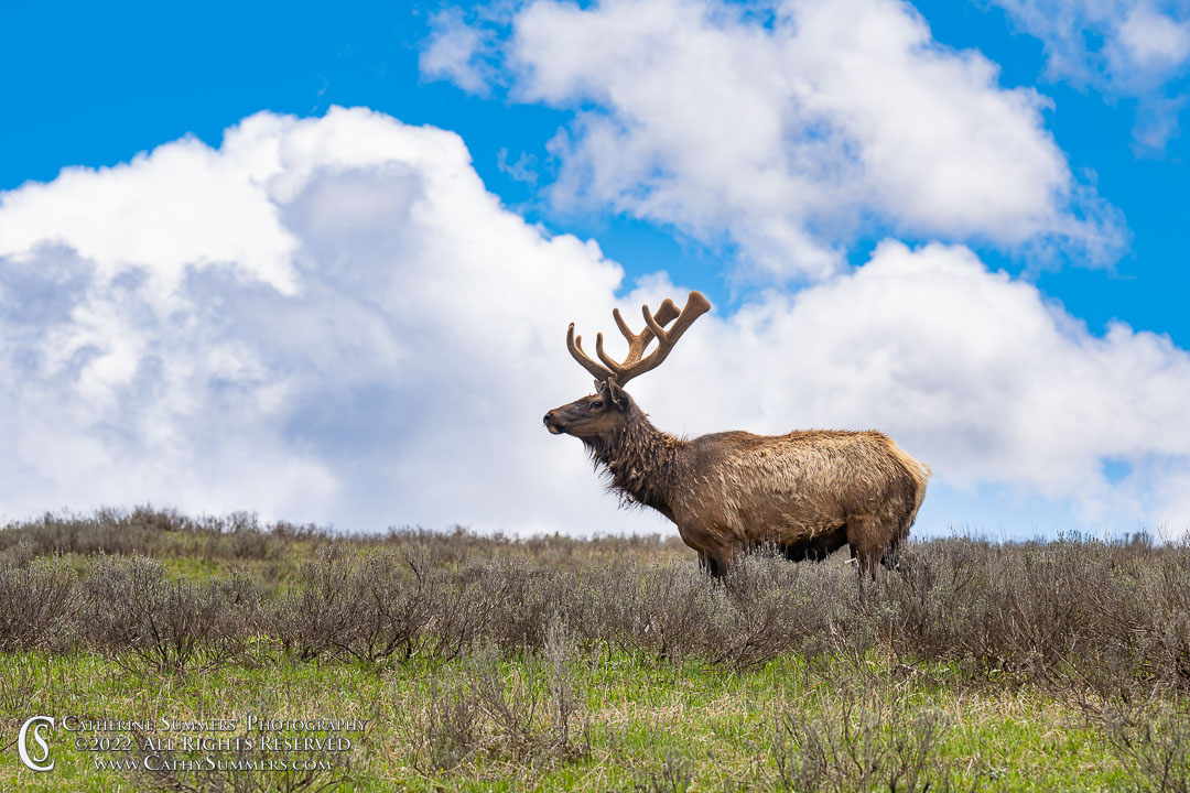 Bull Elk in Velvet on a Spring Afternoon in Yellowstone National Park