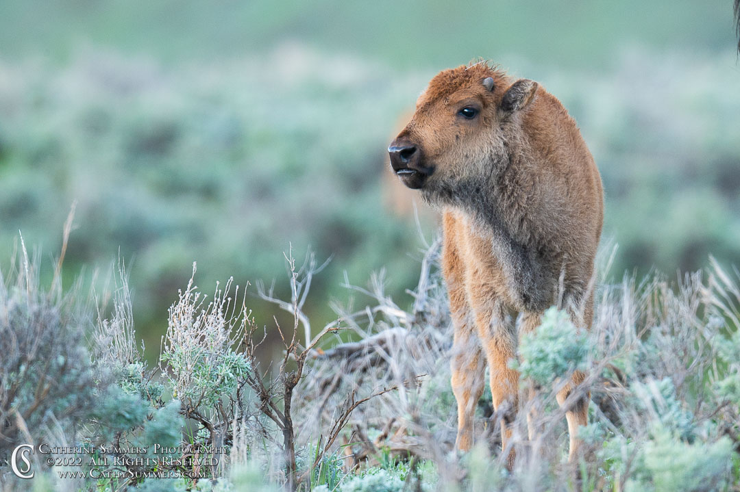 Red Dog / Bison Calf in the Lamar Valley of Yellowstone National Park