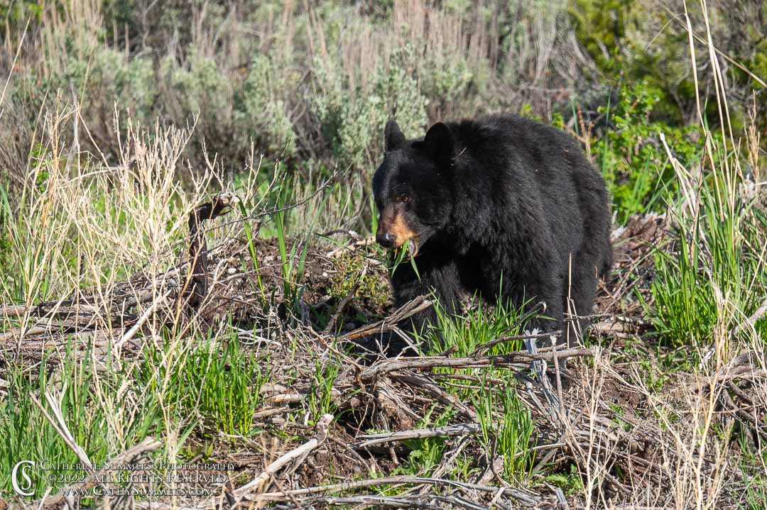 20220608_036: Yellowstone National Park, black bear, sow, bear