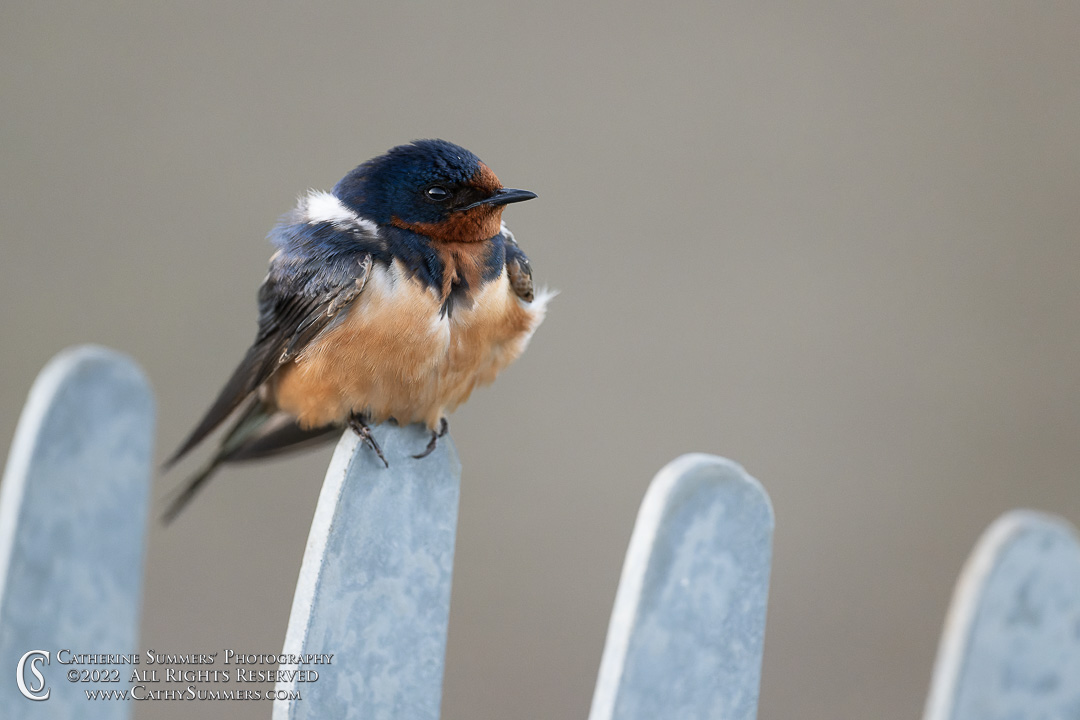 Barn Swallow on the Fence at Huntley Meadows