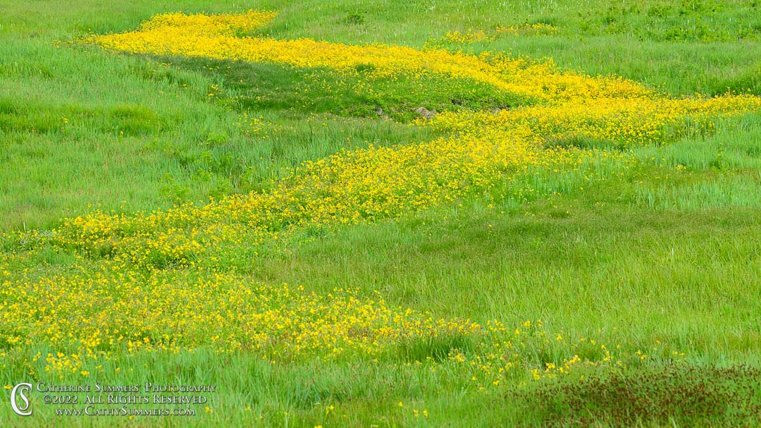 20220713_091: yellow, Yellowstone National Park, meadow, wildflowers